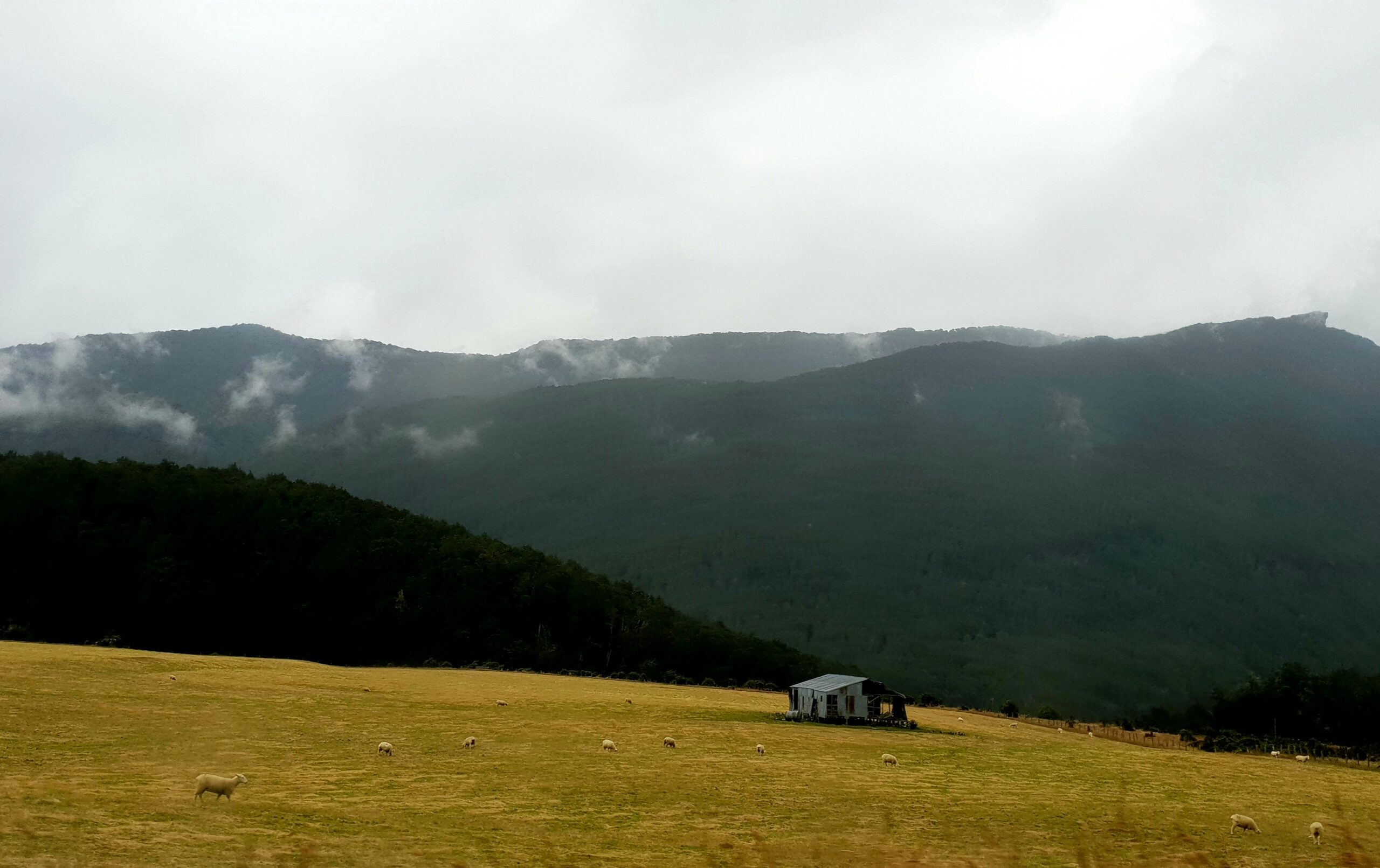 A rural New Zealand landscape with a small farm building beneath wooded hills
