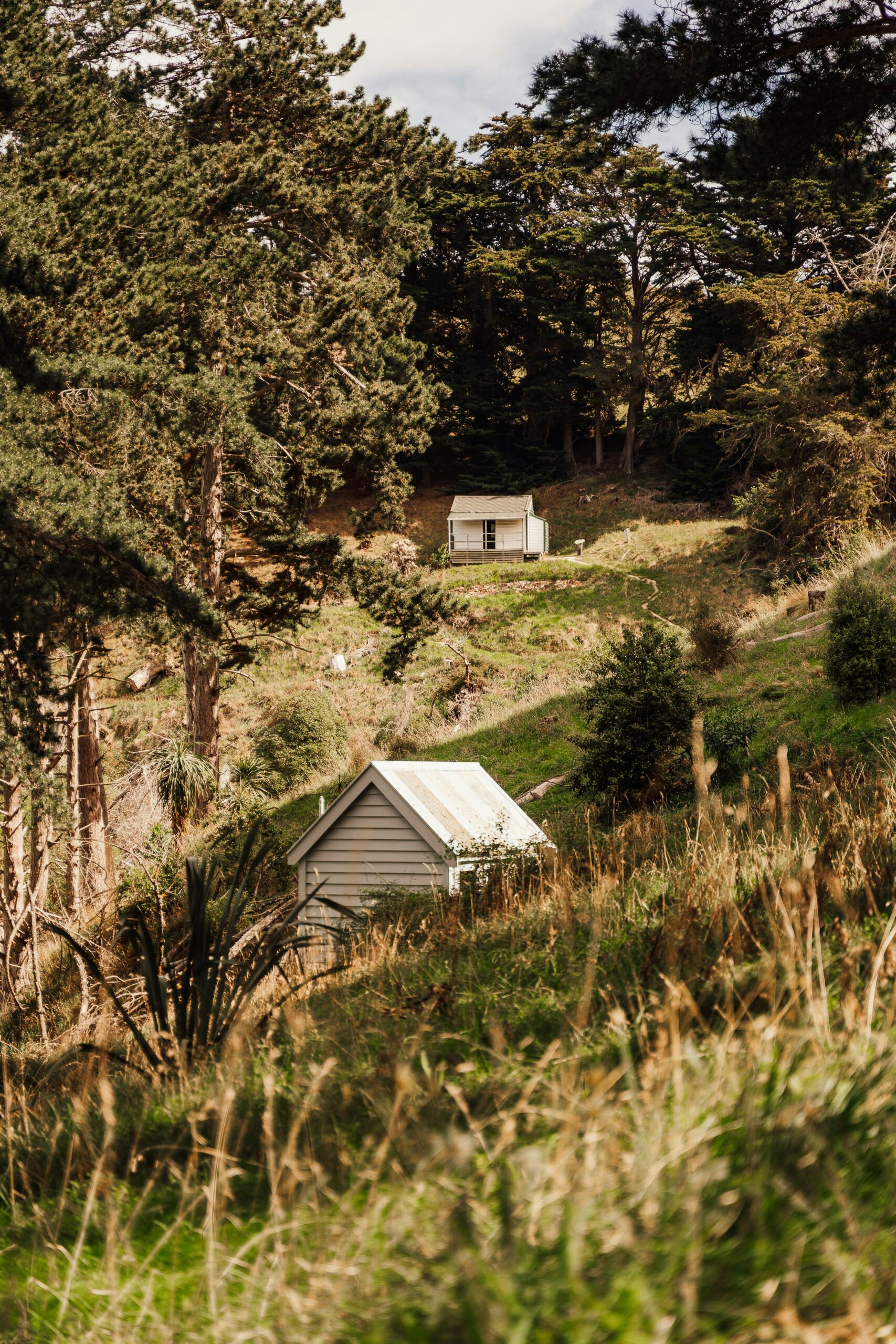 Small timber buildings among trees on Quail Island in Canterbury